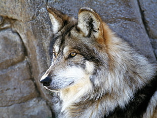 grey and white wolf near grey wall